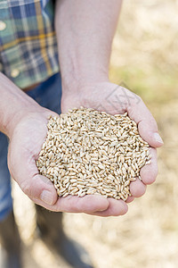 农场里种小麦的农民的中段图片
