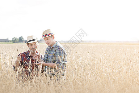 同事们照天空检查农场的小麦作物图片