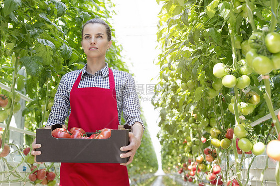 自信的女人温室里的植物中有西红柿图片