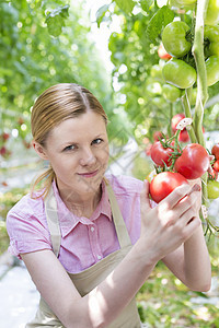 微笑的园丁温室里着有机西红柿的肖像图片