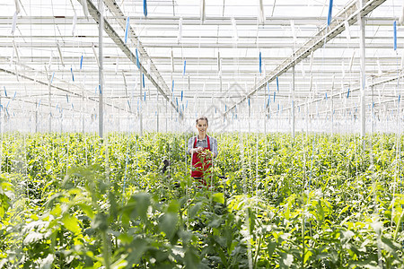 年轻的园丁站植物中,温室里收割图片