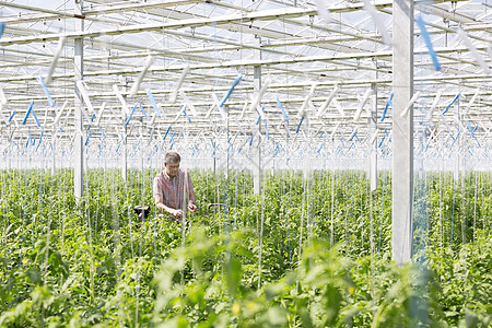 温室里检查植物图片