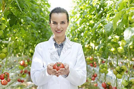 微笑的科学家温室里着有机番茄的肖像图片