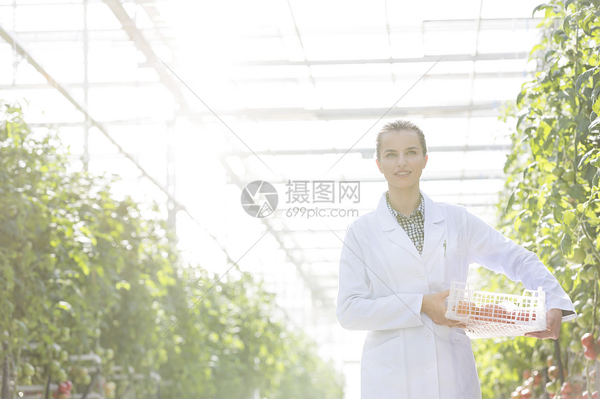科学家温室里用植物把西红柿装箱子里高清图片下载 正版图片 摄图网 科学家温室里用植物把西红柿装箱子里高清图片下载 正版图片 摄图网