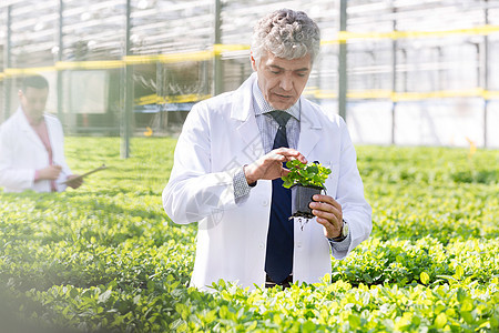 自信成熟的男科学家植物苗圃里检查草药图片