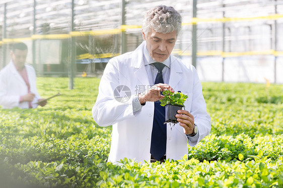 自信成熟的男科学家植物苗圃里检查草药图片