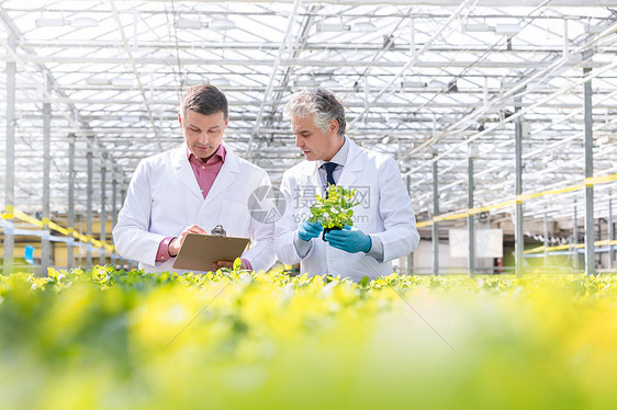 成熟的雄生物化学家植物苗圃里讨论剪贴板图片