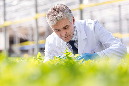 自信成熟的男植物学家植物苗圃检查草药图片