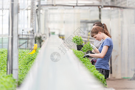 女植物学家检查植物苗圃的草本植物幼苗图片