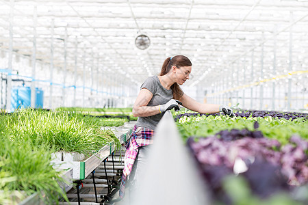 成年女植物学家植物苗圃检查幼苗图片