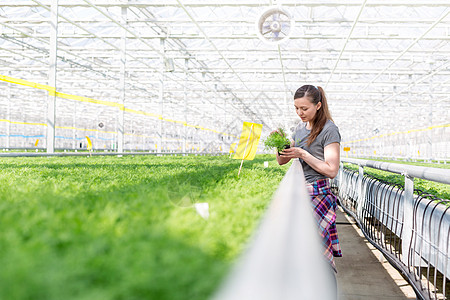 成年女植物学家检查植物苗圃中的草本植物幼苗图片