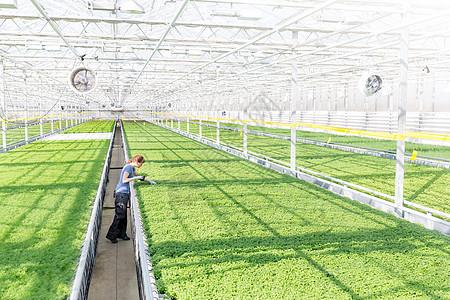 完整的年轻女植物学家检查草药植物苗圃图片