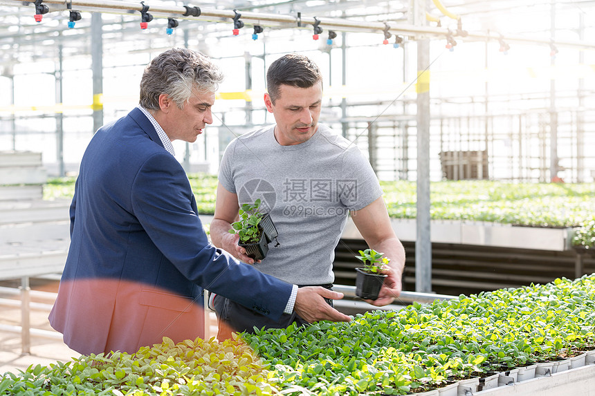 温室业主与植物苗圃植物学家讨论草本植物幼苗高清图片下载 正版图片 摄图网