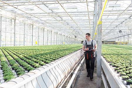 温室里行走的男植物学家检查草药时的全长图片