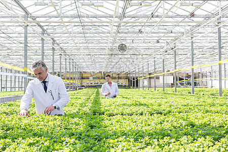 成熟的雄生物化学家植物苗圃检查幼苗图片