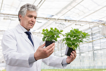 成熟雄生物化学家植物苗圃检查幼苗图片