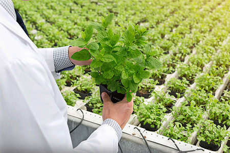 植物苗圃中雄生物化学家检查幼苗的中段图片