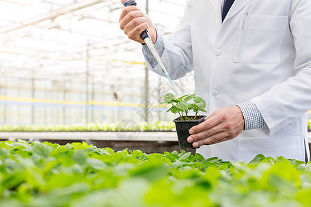 用移液管苗圃幼苗上进行雄生物化学家的中段图片