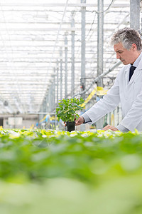 植物苗圃中抱苗的雄生物化学家图片