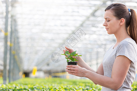 植物苗圃中女植物学家检查幼苗的侧面观察图片