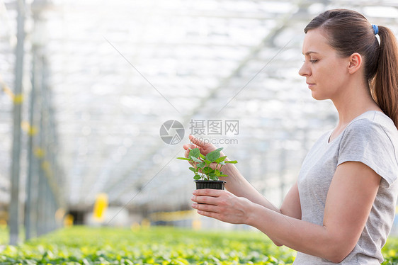 植物苗圃中女植物学家检查幼苗的侧面观察图片