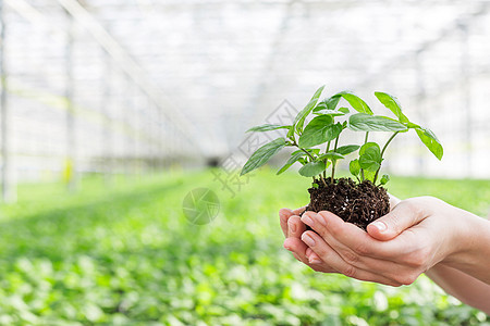 植物苗圃中手持幼苗的手图片