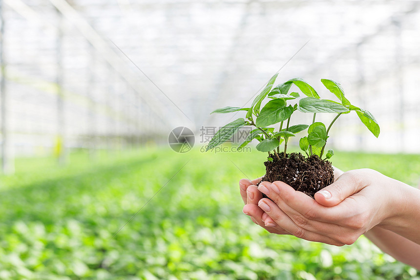 植物苗圃中手持幼苗的手图片