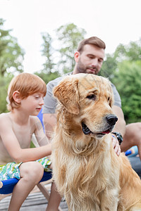 夏天的周末,男人男孩码头抚摸金色猎犬图片