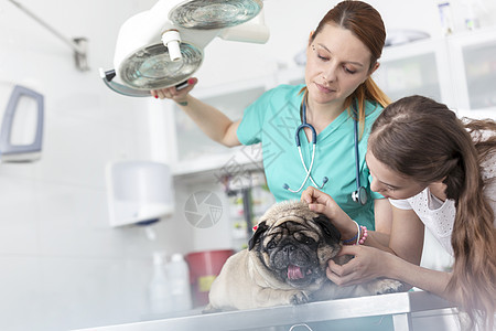 年轻的兽医女孩医院的桌子上抚摸着小狗图片