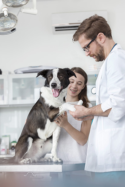 兽医医生用绷带包狗的腿上,女孩站诊所里图片