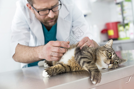 兽医诊所检查猫皮毛的医生图片