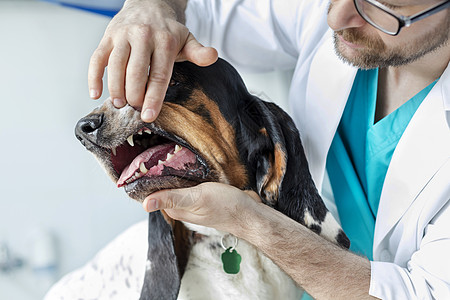 兽医诊所检查狗牙的医生特写图片