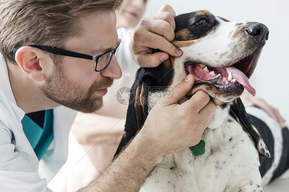 兽医诊所检查狗牙的医生特写图片