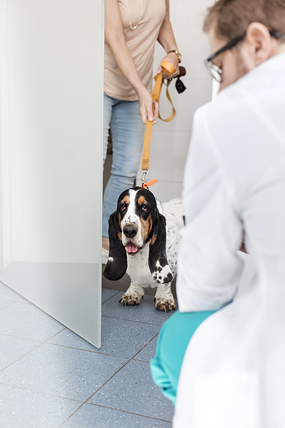 有狗的女人进入兽医诊所图片