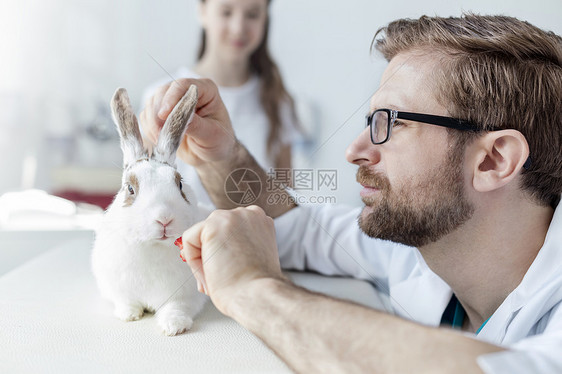 兽医诊所床上检查兔子的医生特写图片