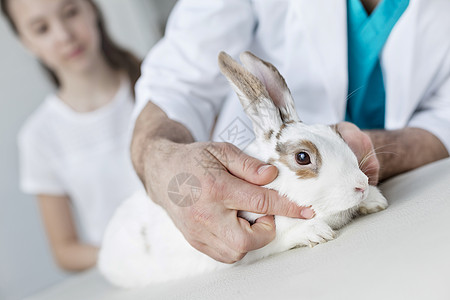 兽医诊所床上检查兔子的医生中段图片