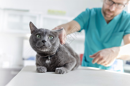 医生兽医诊所检查俄罗斯蓝猫的床上图片