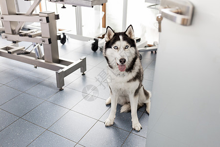 西伯利亚哈士奇坐兽医诊所的高角度视图背景图片