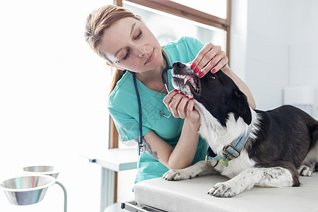 医生兽医诊所检查狗的牙齿图片