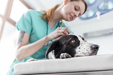 兽医诊所医生床上检查狗的低角度视图图片