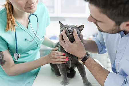 医生主人兽医诊所检查俄罗斯蓝猫的牙齿图片