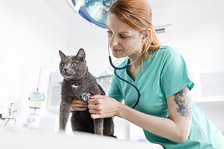 兽医诊所用听诊器检查猫的医生图片