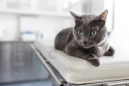 躺兽医诊所床上的俄罗斯蓝猫的特写图片
