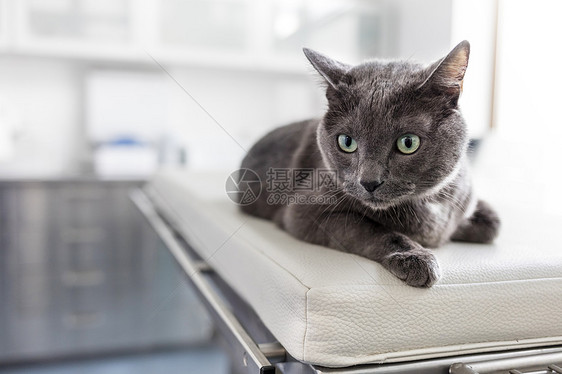 躺兽医诊所床上的俄罗斯蓝猫的特写图片