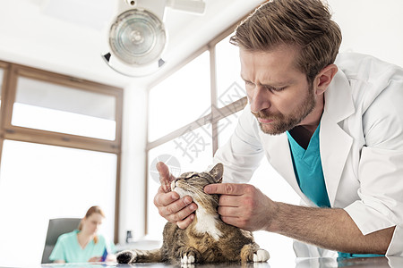 医生兽医诊所检查猫背景图片