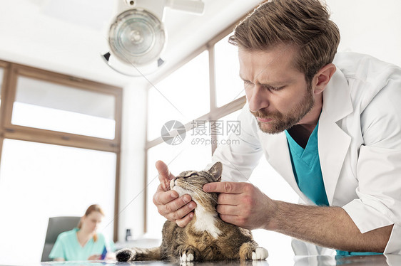 医生兽医诊所检查猫图片