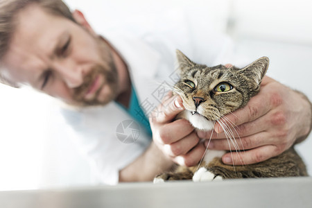 医生兽医诊所检查猫的牙齿图片