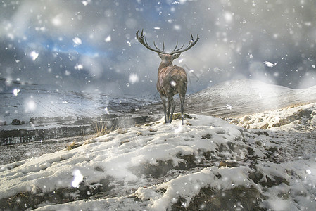 美丽的红鹿大雪覆盖的山脉冬季景观大雪风暴图片