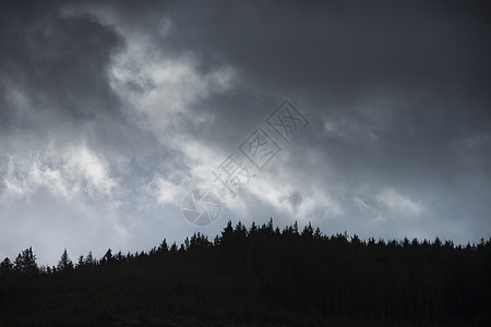 雪冬的松树脊景观形象图片