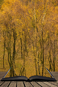 令人叹为观止的银桦林与金色的叶子秋季景观场景的上帕德利峡谷英国的峰值地区,页面中出来的神奇故事书图片